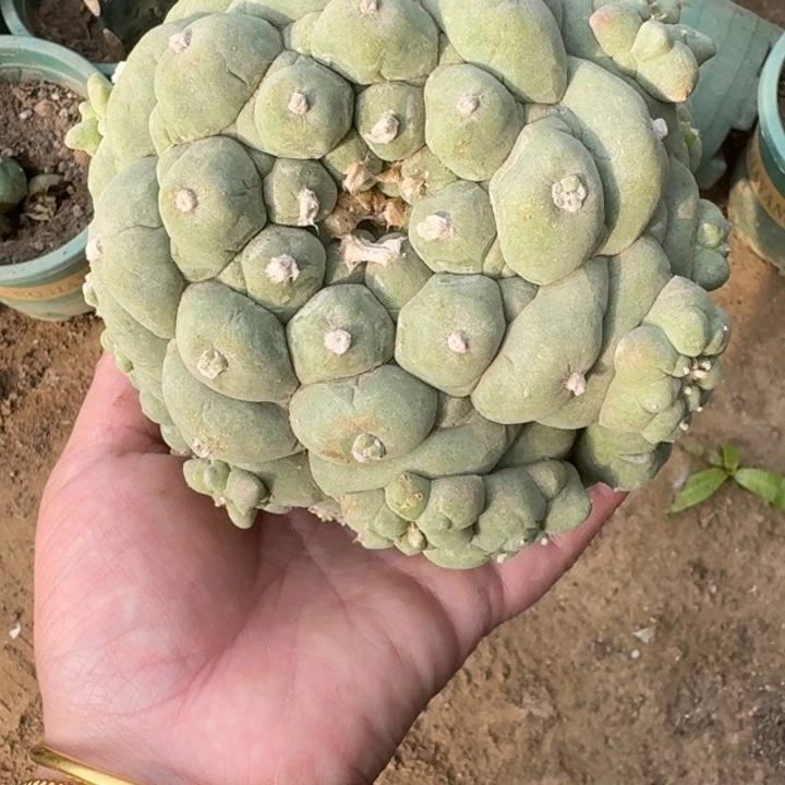 嫁接大尤植物脱土发货斑226