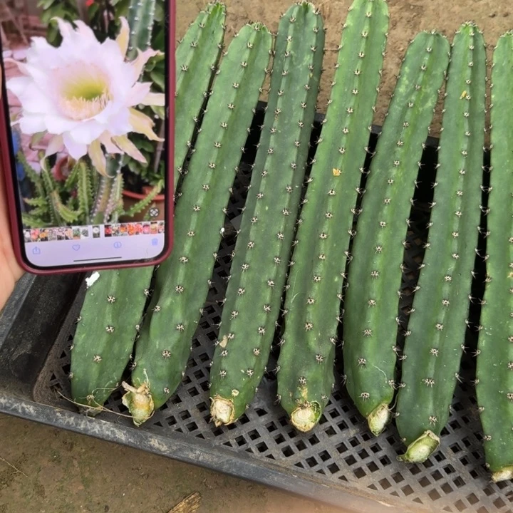 黑刺无根侧牙25公分左右斑