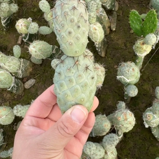 220无根习志野双头掉侧牙无售后