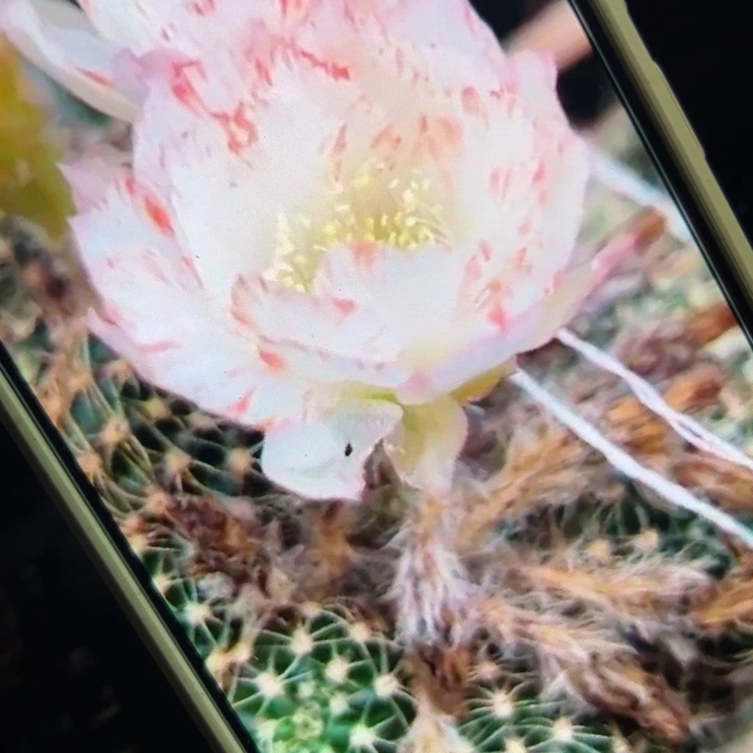 下97丽花蝴蝶公主歪侧芽3公分左右20包邮