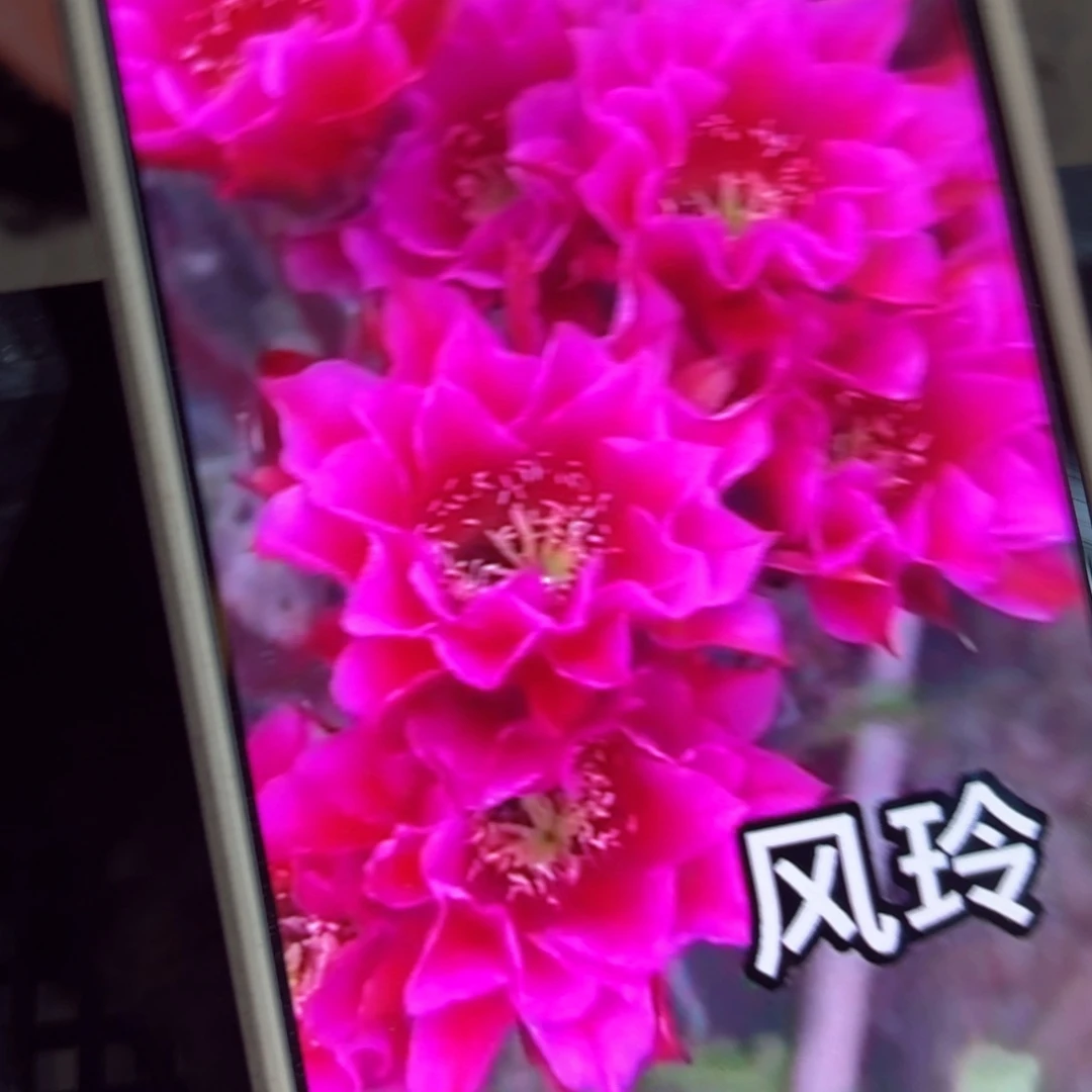 下122彩草风铃歪侧芽4公分左右不好20包邮