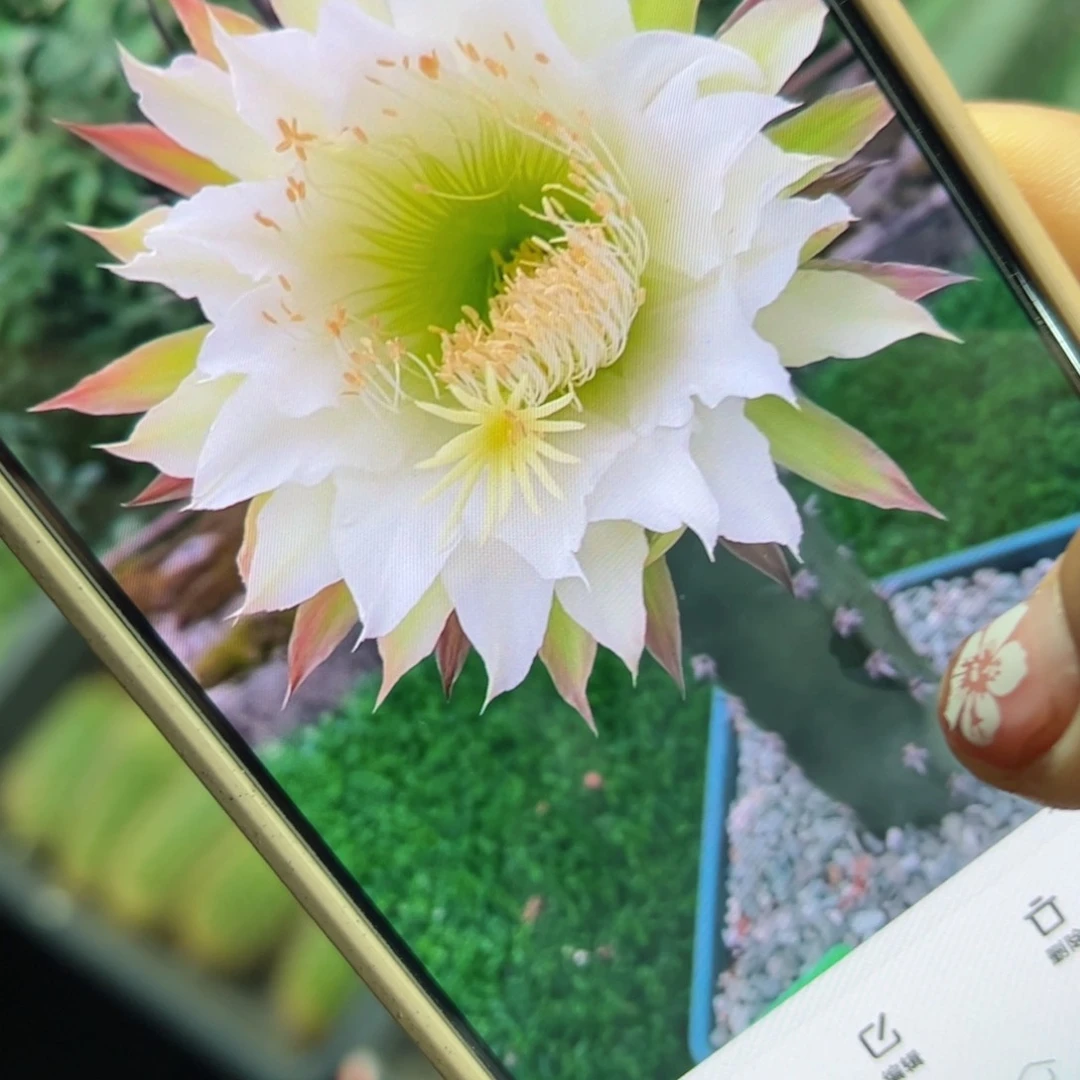 下黑刺侧芽歪班20公分左右20包邮