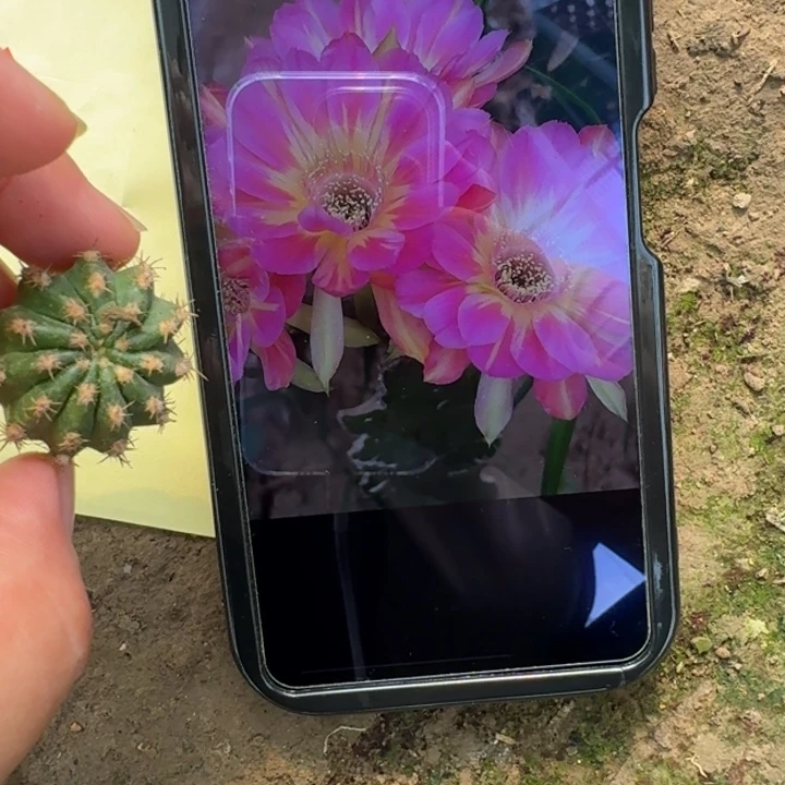 仙人球270丽花汤姆歪小无根侧牙2公分左右