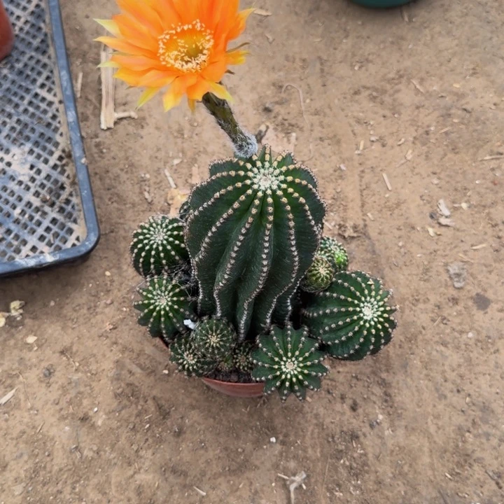 彩草斑脱盆脱土掰花发货掉侧牙无售后296