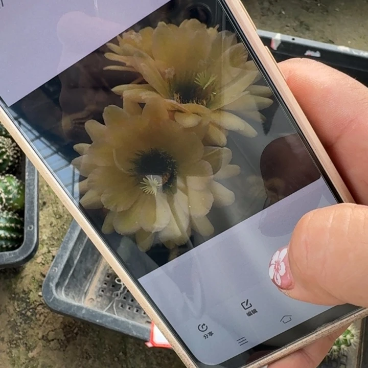 仙人球320毛绿眼睛歪侧牙5公分左右20包邮