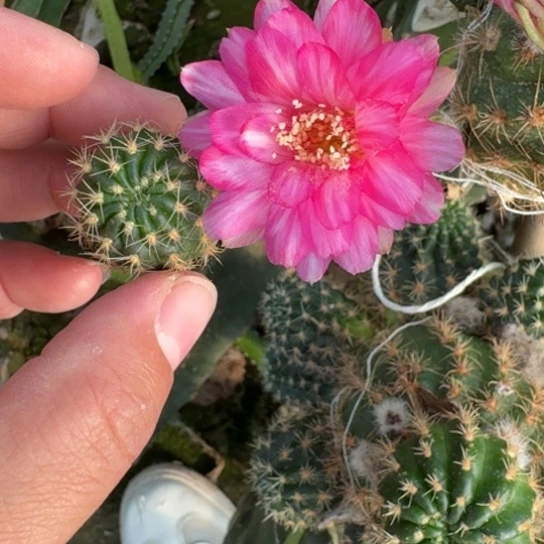 仙人球205丽花德三歪小无根侧牙3公分左右