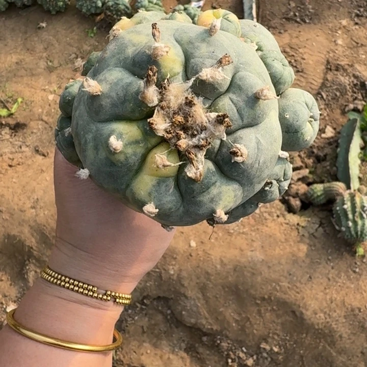 嫁接大尤植物斑脱土发货272伤