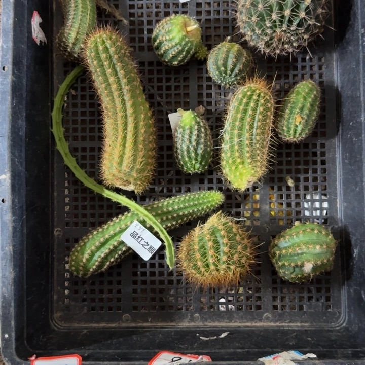 框拍无根侧牙不好无售后304