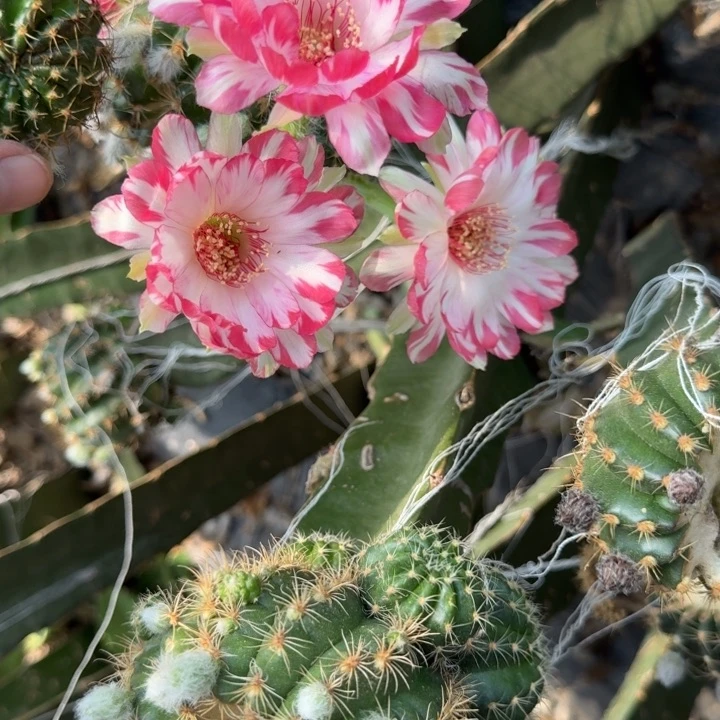 新品荷花歪无根侧牙3公分左右90