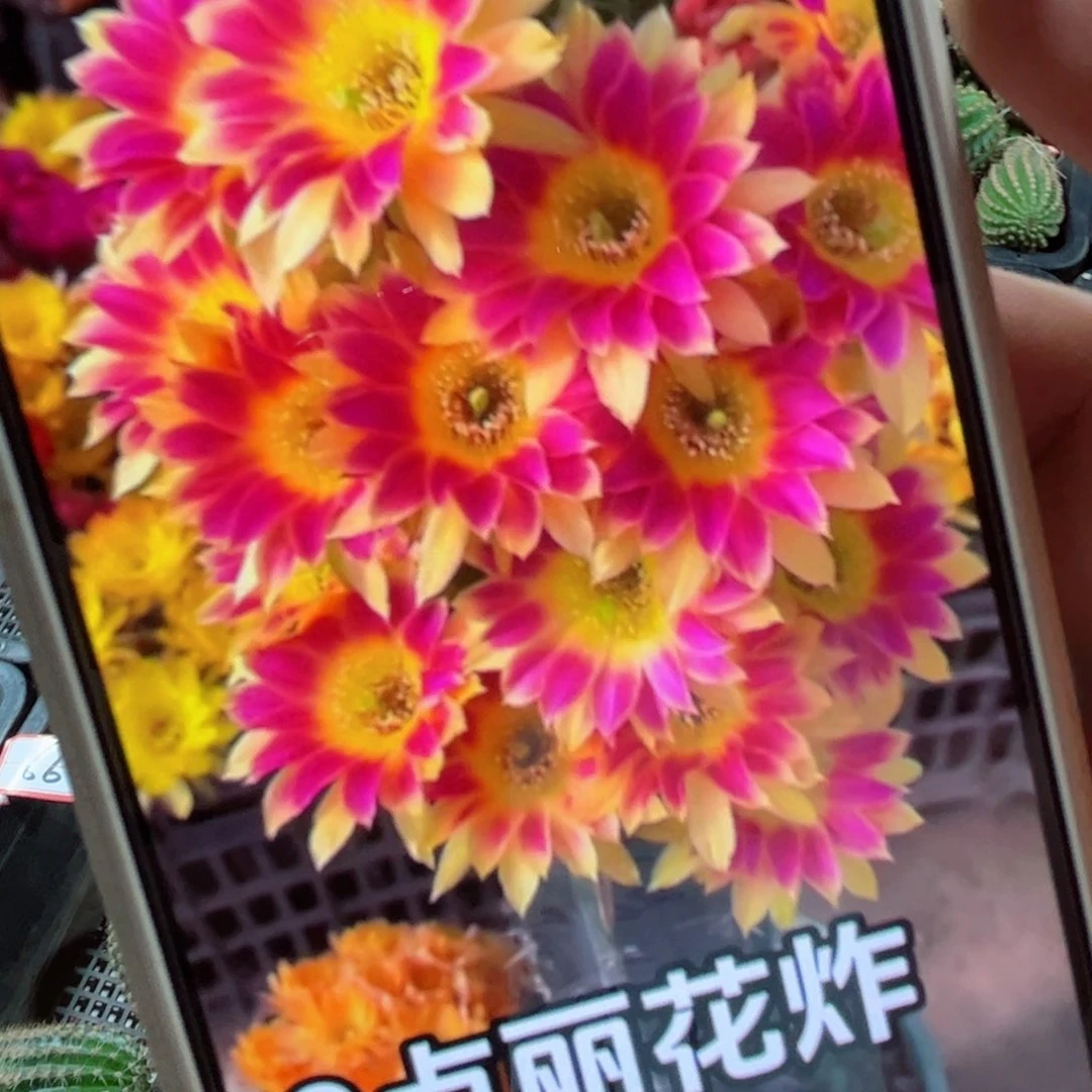 下115丽花阳光明媚歪侧芽2一3公分左右20包邮
