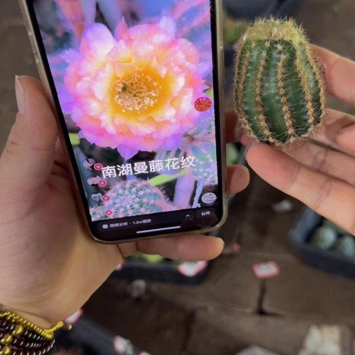 334彩草蔓藤花纹歪无根侧牙4公分左右
