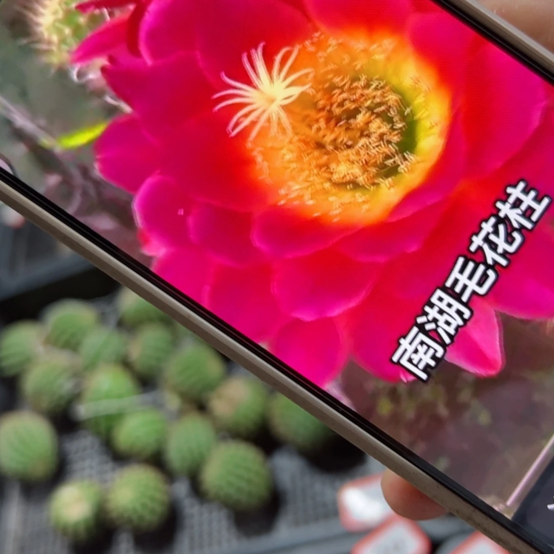 下65毛星火歪侧芽4公分左右20包邮
