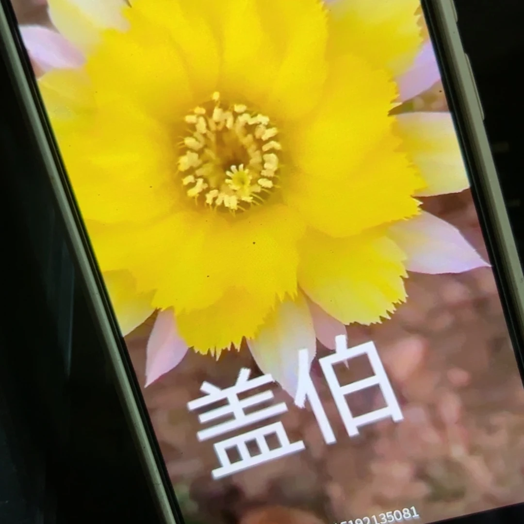 下126白檀盖博小3个侧芽20包邮