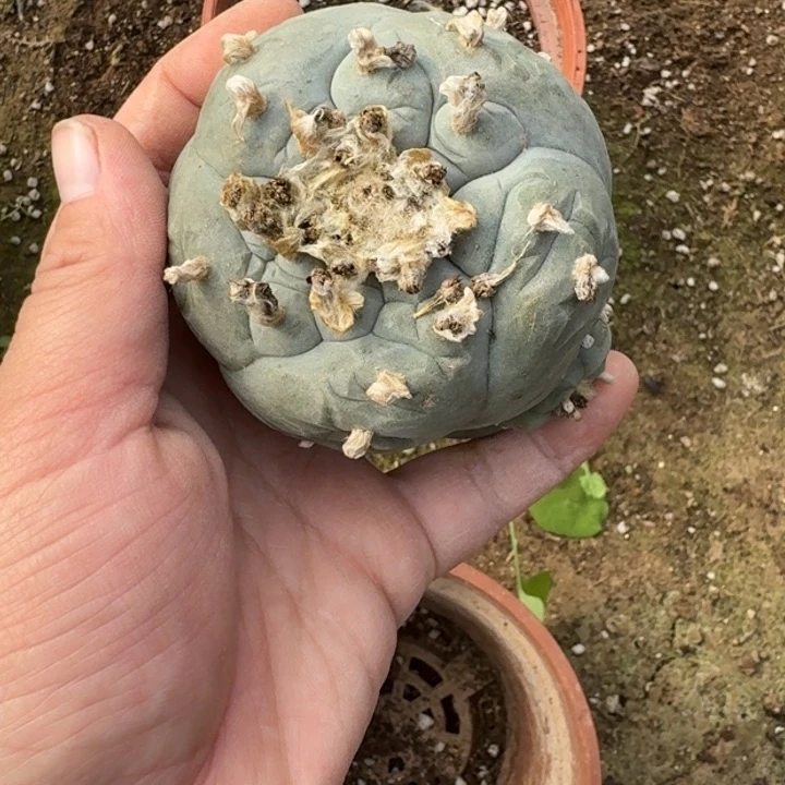 嫁接大尤植物斑脱土发货365