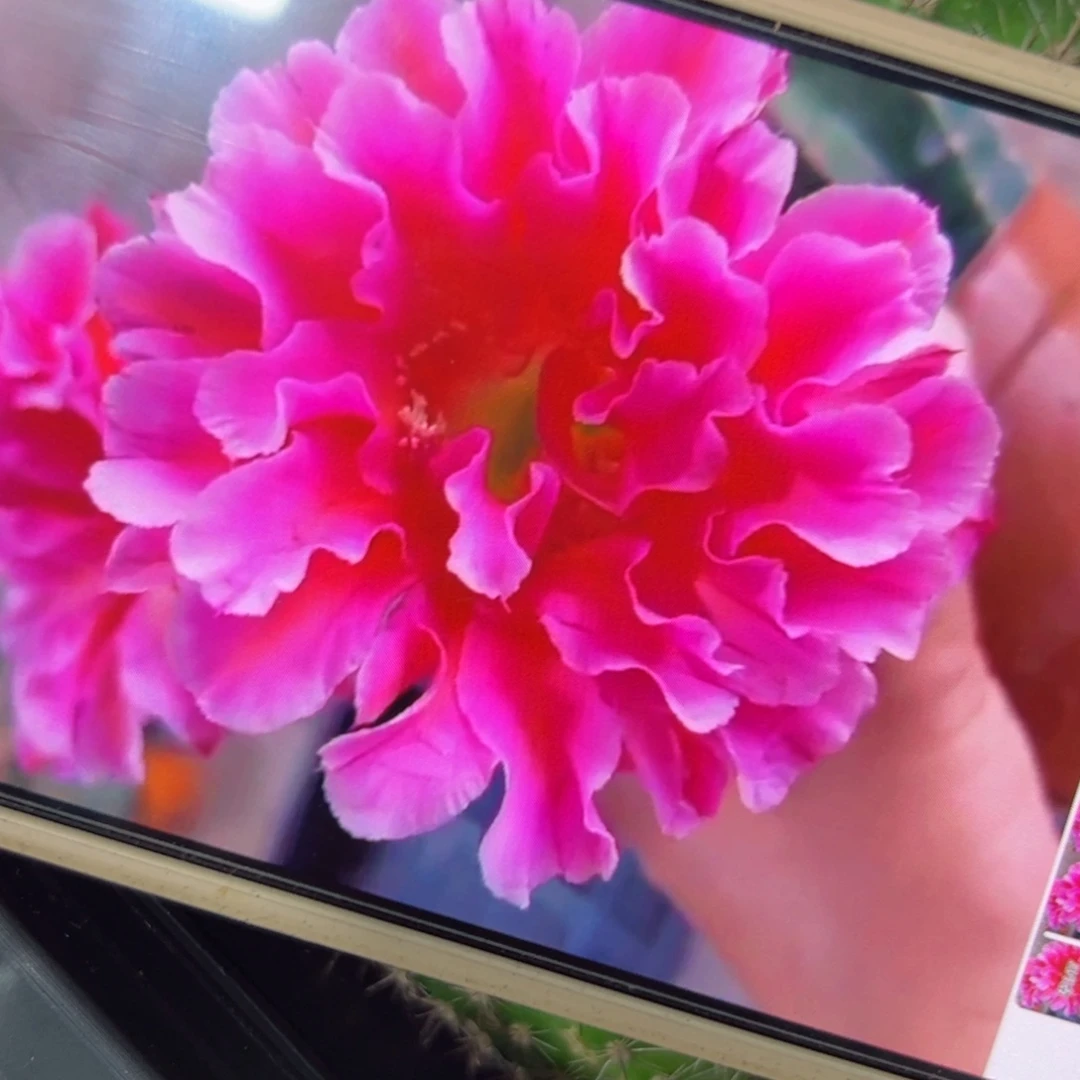 下35彩草147歪虫咬侧芽4公分左右20包邮