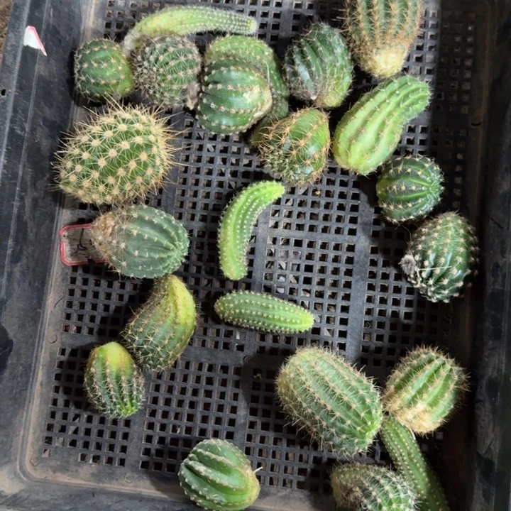 框拍无根侧牙不好无售后290