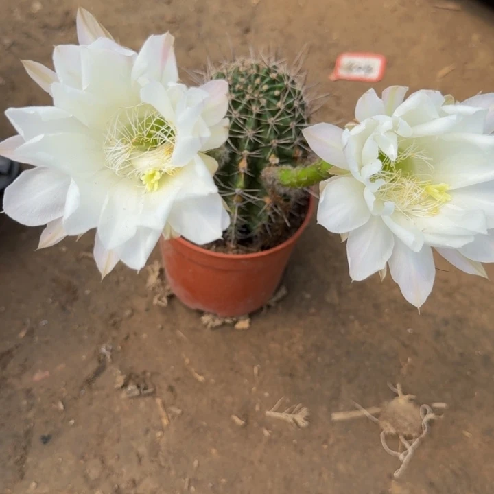 彩草掰花脱盆脱土发货斑373伤