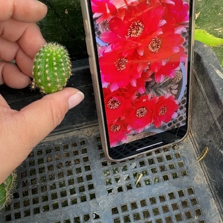 245白檀害羞无根侧牙3个小