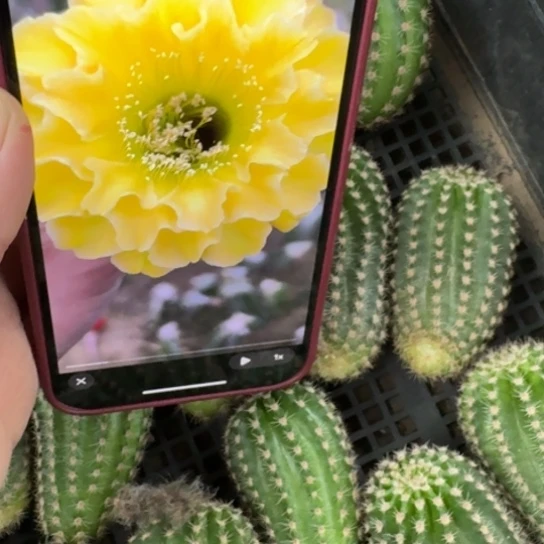 32彩草精灵歪无根侧牙4公分左右