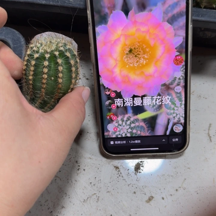 334彩草蔓藤花纹歪无根侧牙4公分左右