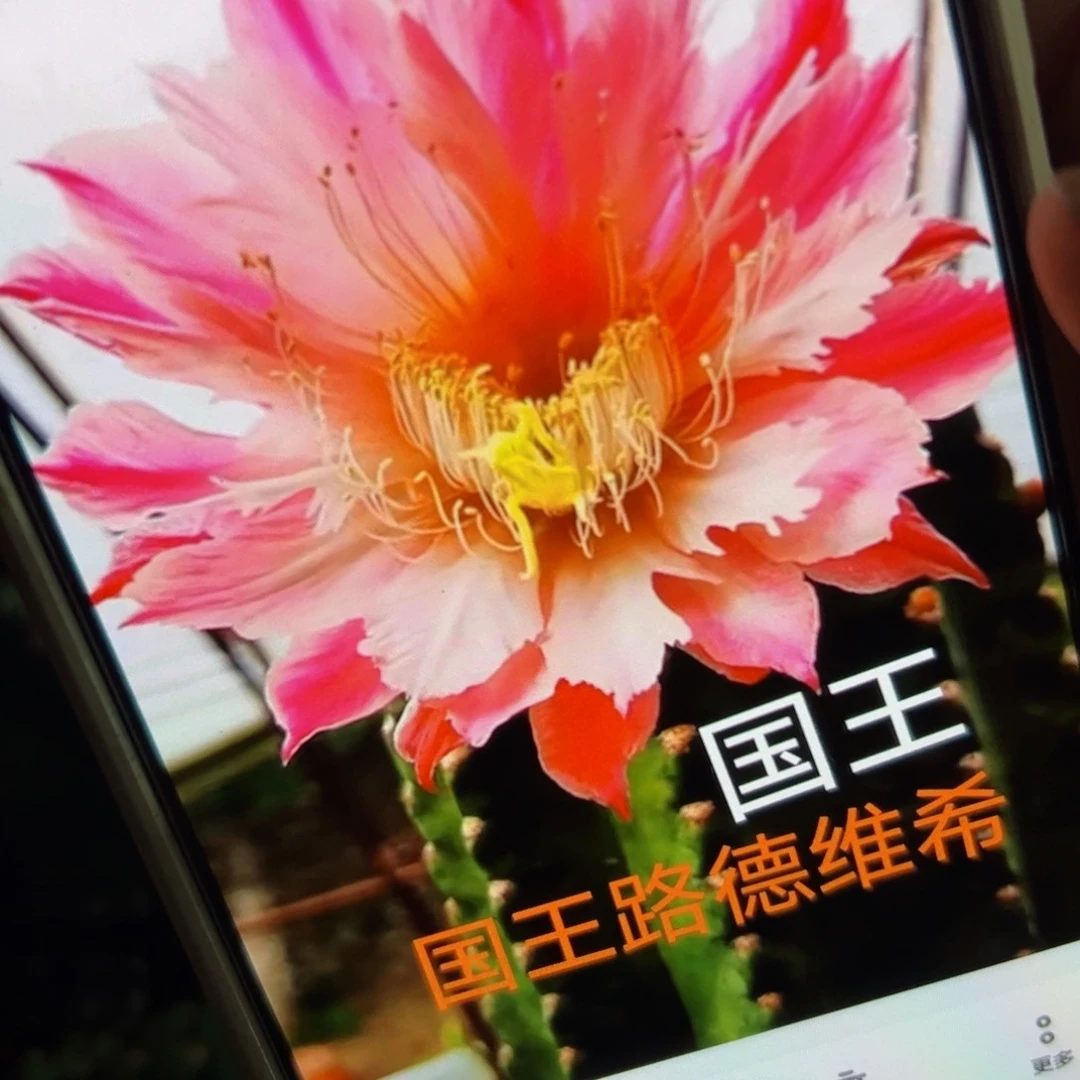 下97毛国王侧芽4公分左右20包邮
