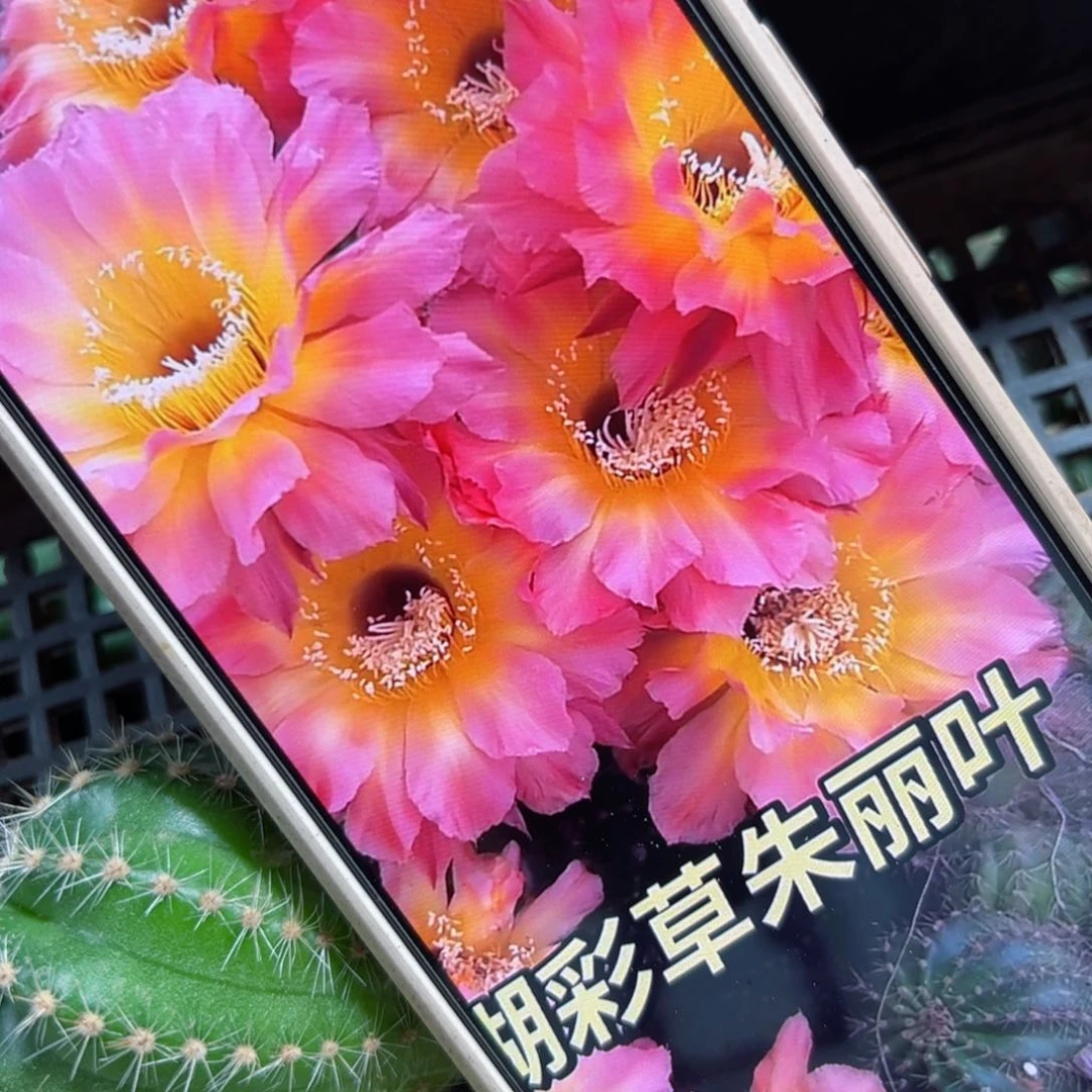下50彩草朱丽叶歪侧芽4公分左右20包邮