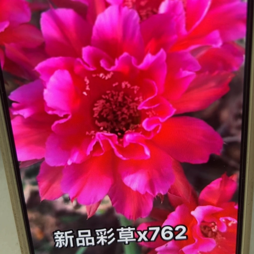 下43彩草x762歪侧芽4公分左右20包邮