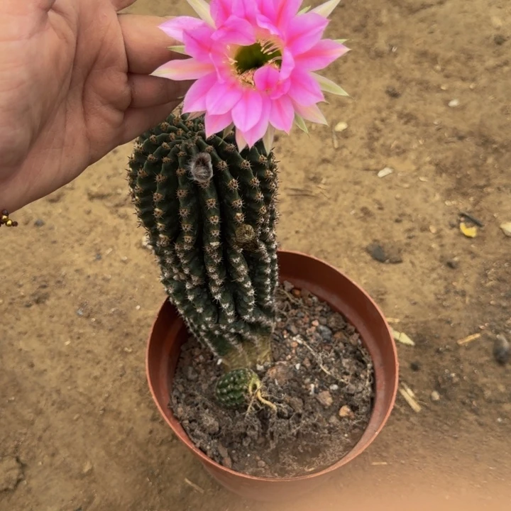 丽花掰花脱土脱盆软小根427