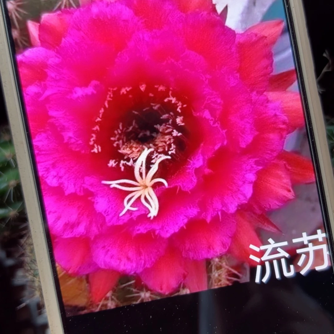 下34毛流苏歪侧芽4公分左右20包邮