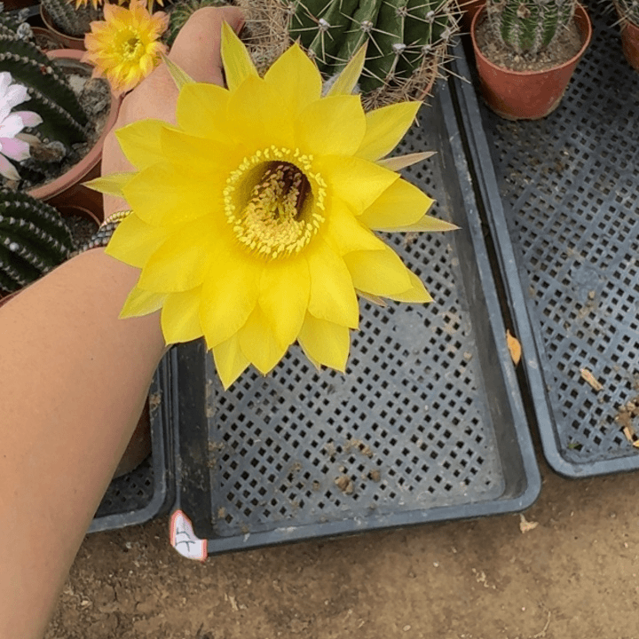 彩草斑脱盆脱土掰花发货掉侧牙无售后259