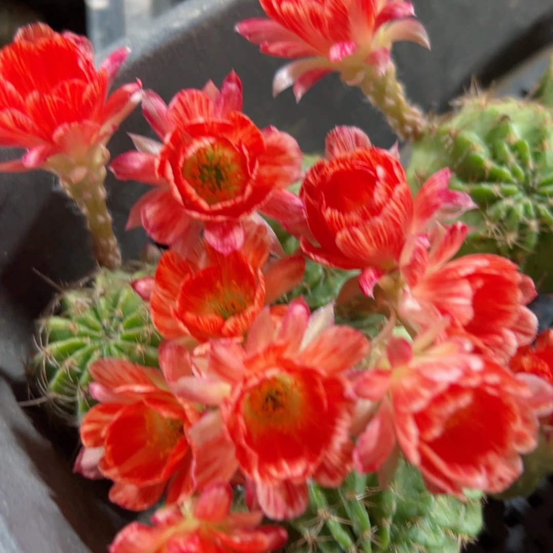 下36丽花红龙歪侧芽3公分左右20包邮