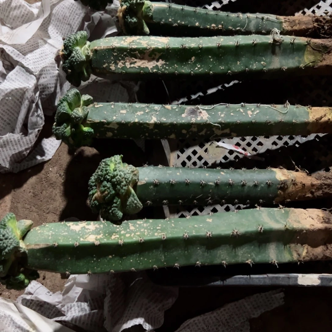 下164嫁接牡丹歪班5公分左右脱土发货