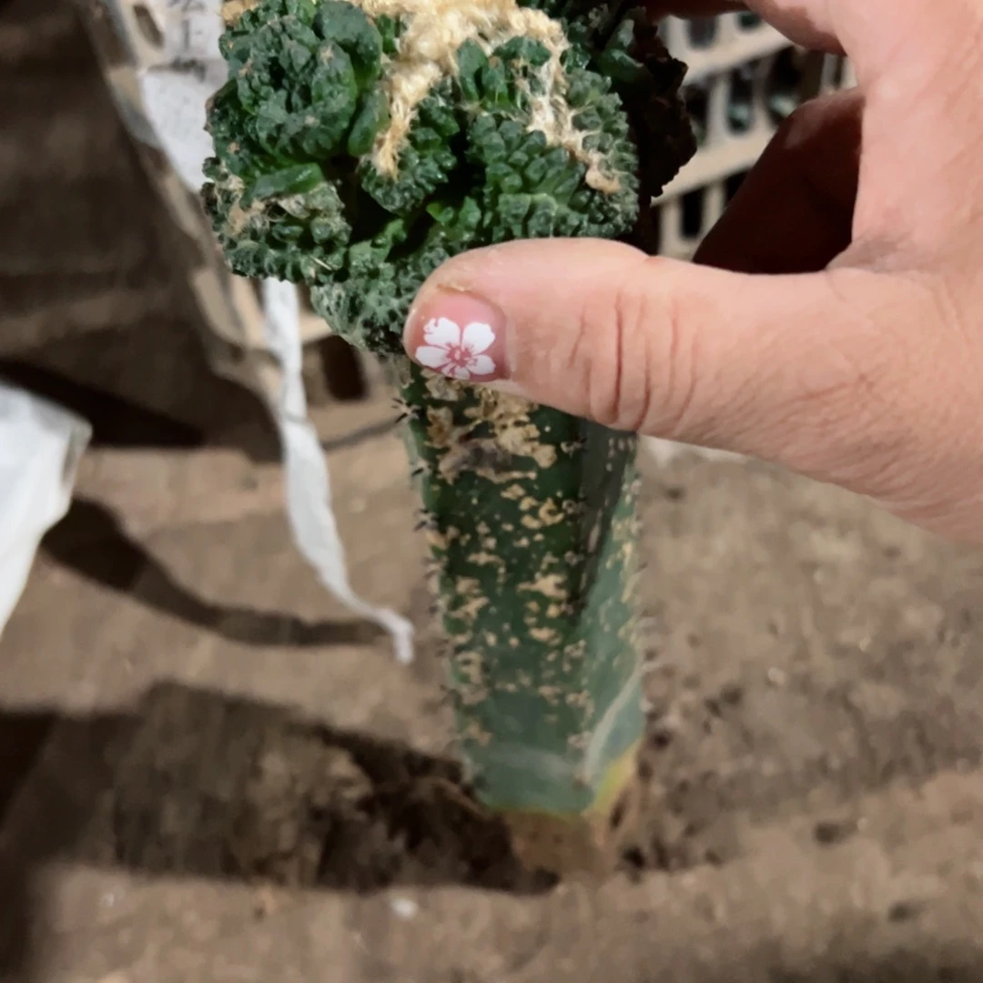 下155嫁接牡丹歪班5公分左右脱土发货