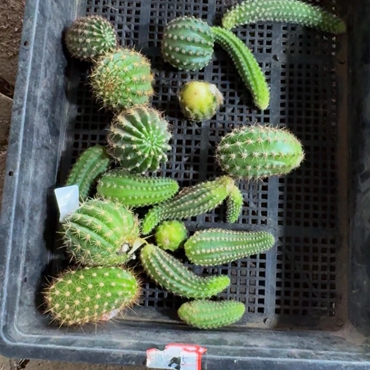 框拍无根侧牙不好无售后332