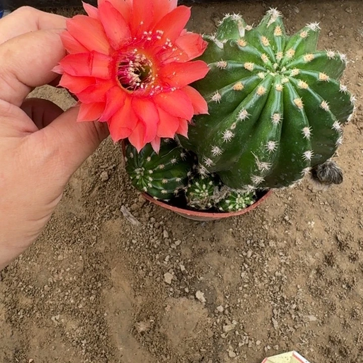 仙人球脱盆脱土脱花发货330
