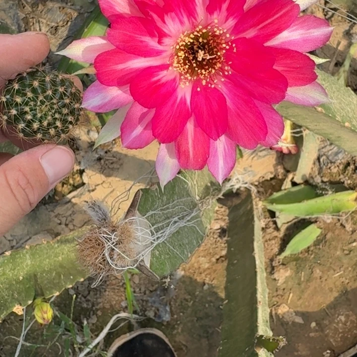 新品丽花歪无根侧牙3公分左右277