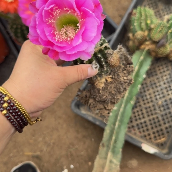 彩草斑脱盆脱土掰花发货掉侧牙无售后246丑