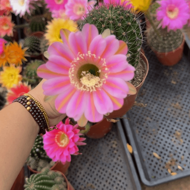 彩草斑脱盆脱土掰花发货掉侧牙无售后252