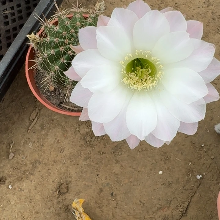 仙人球496脱盆脱土掰花发货