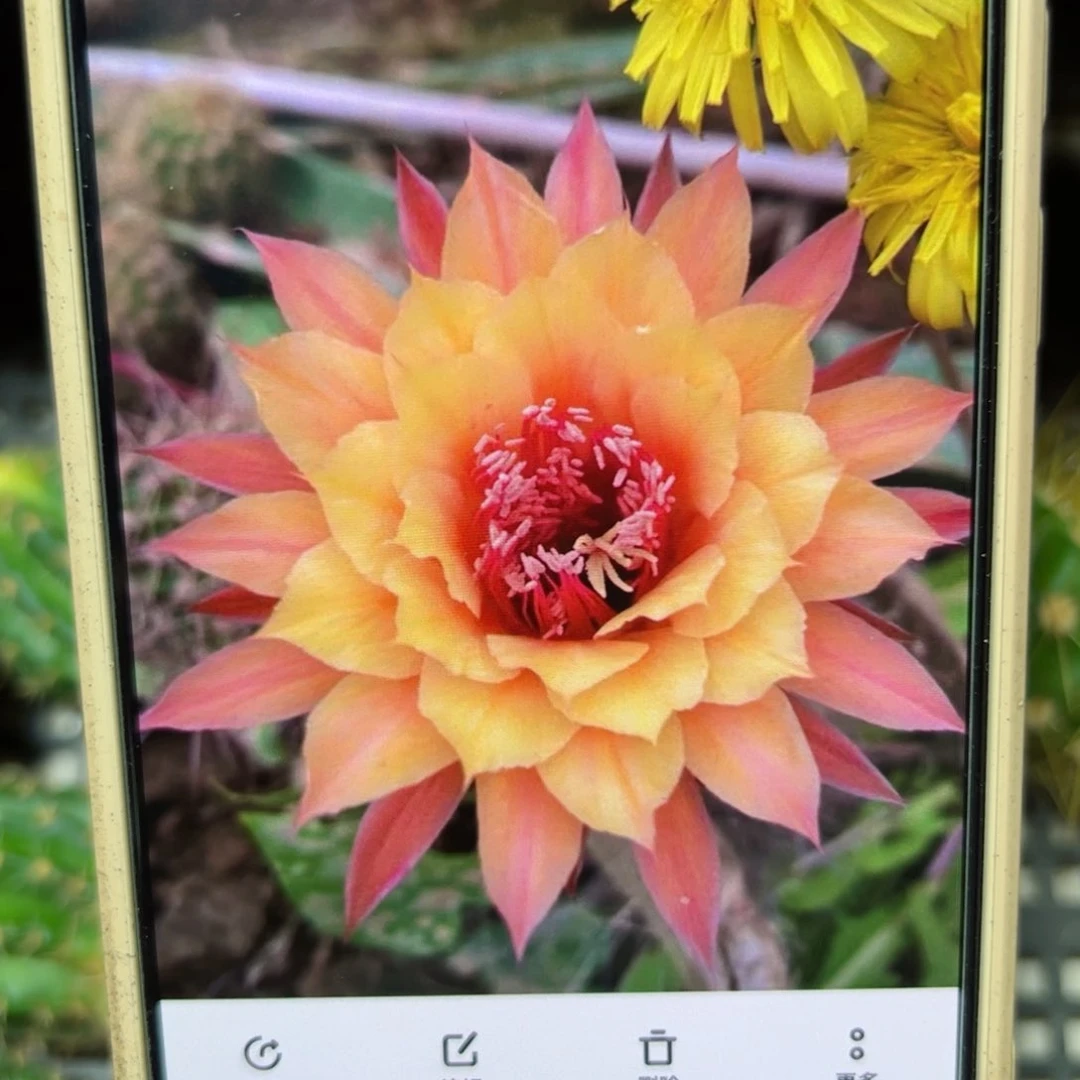 下2金妞极光侧芽4公分左右20包邮