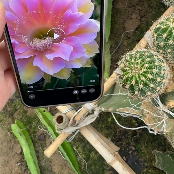 237彩草绝色佳人歪无根侧牙4公分左右