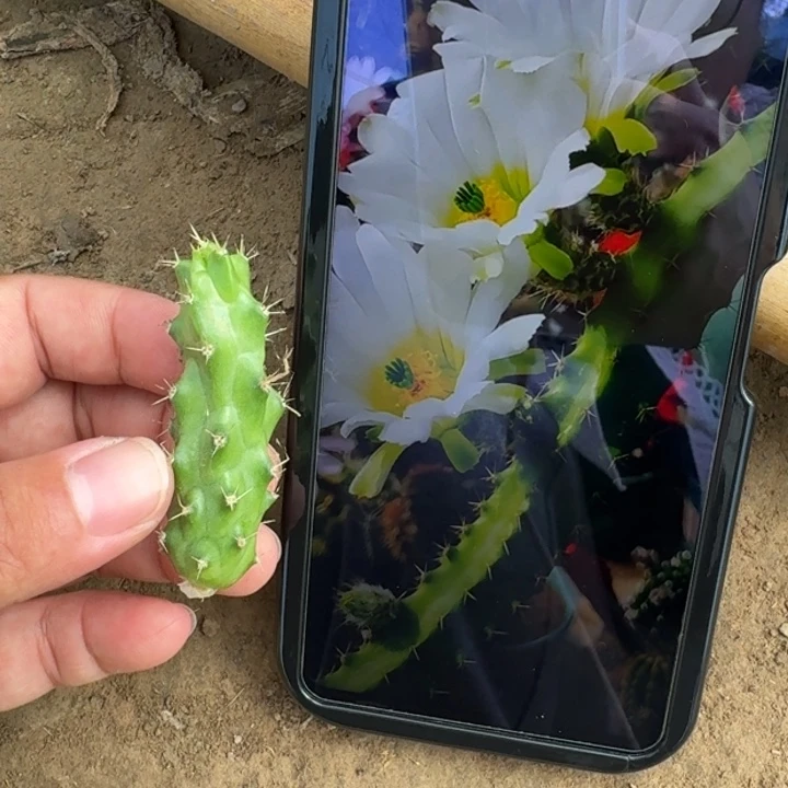 仙人球260白梅花角歪斑小无根侧牙