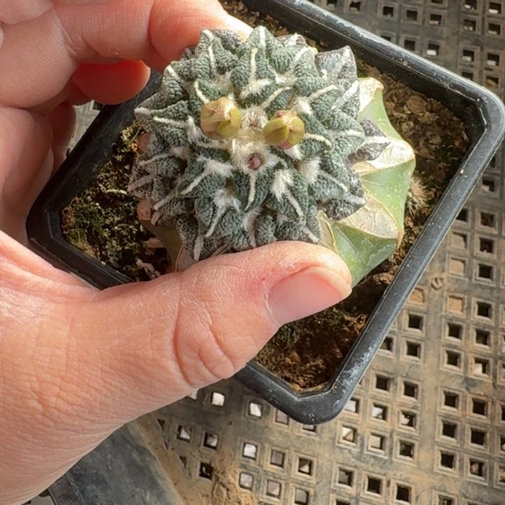 嫁接大尤植物斑软脱土发货308