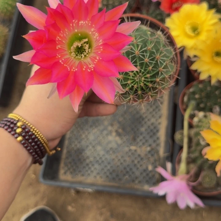 彩草斑脱盆脱土掰花发货掉侧牙无售后342