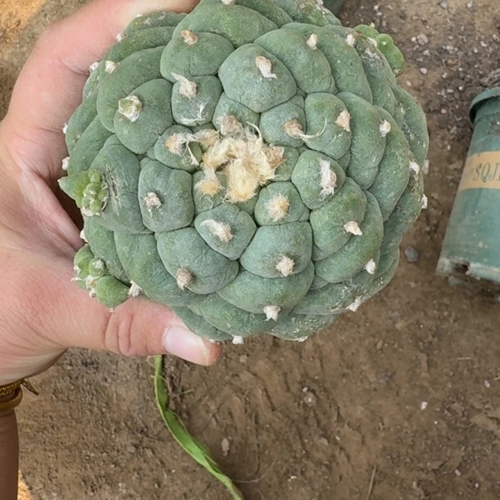 嫁接大尤植物斑脱土发货371