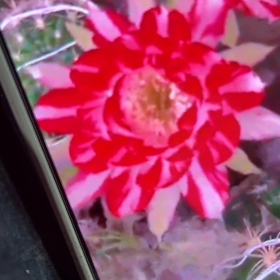 下90丽花德三歪侧芽3公分左右20包邮