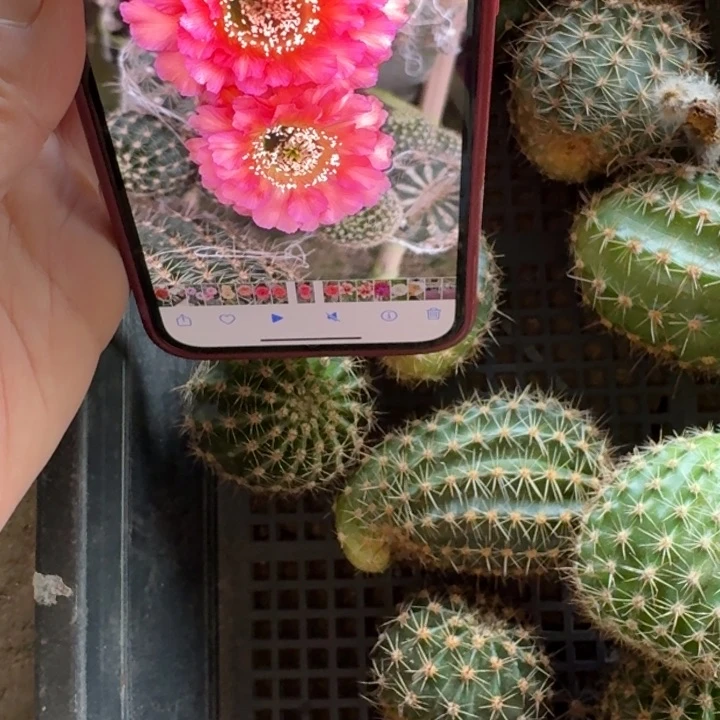 240彩草舞后歪无根侧牙4公分左右