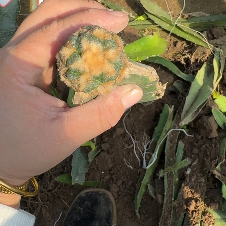 嫁接大尤植物斑修柱发货257