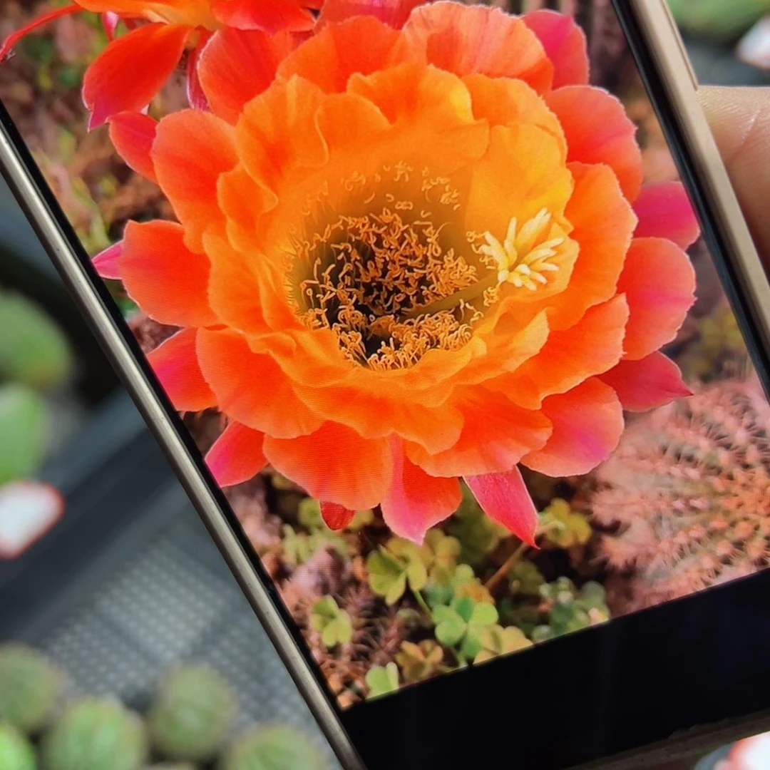 下8毛大满贯歪侧芽5公分左右20包邮