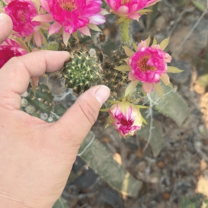 新品丽花歪无根侧牙歪小3公分左右314